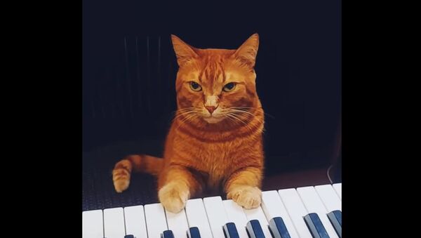 Рыжий кот играет но рояле - фото - Sputnik Қазақстан