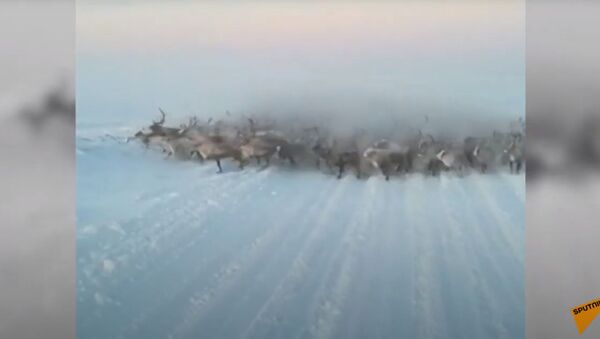 Стадо северных оленей чуть не врезалось в автомобилиста - видео - Sputnik Казахстан