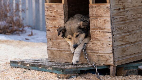 Школьницы из Алматинской области строят домики для бездомных собак из приютов - видео - Sputnik Казахстан