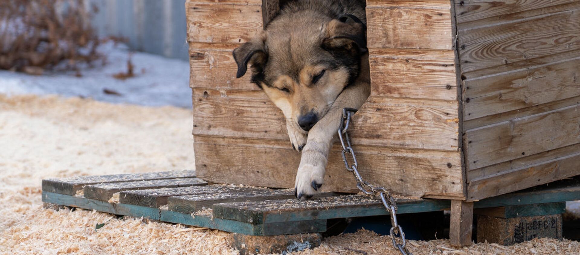 Школьницы из Алматинской области строят домики для бездомных собак из приютов - видео - Sputnik Казахстан, 1920, 03.02.2021