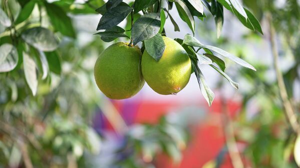Растущие в Ботаническом саду апельсины намного вкуснее магазинных, говорят местные сотрудники - Sputnik Казахстан