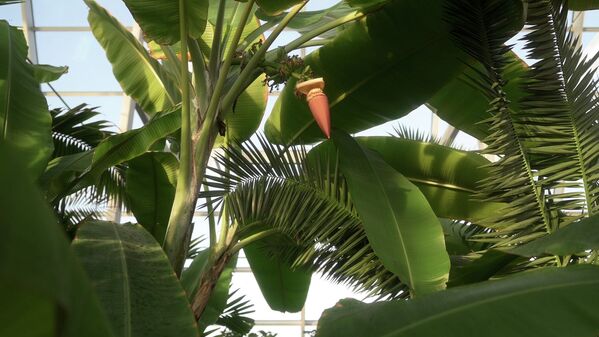 А это будущие бананы. Именно так они выглядят, когда только созревают на дереве - Sputnik Қазақстан