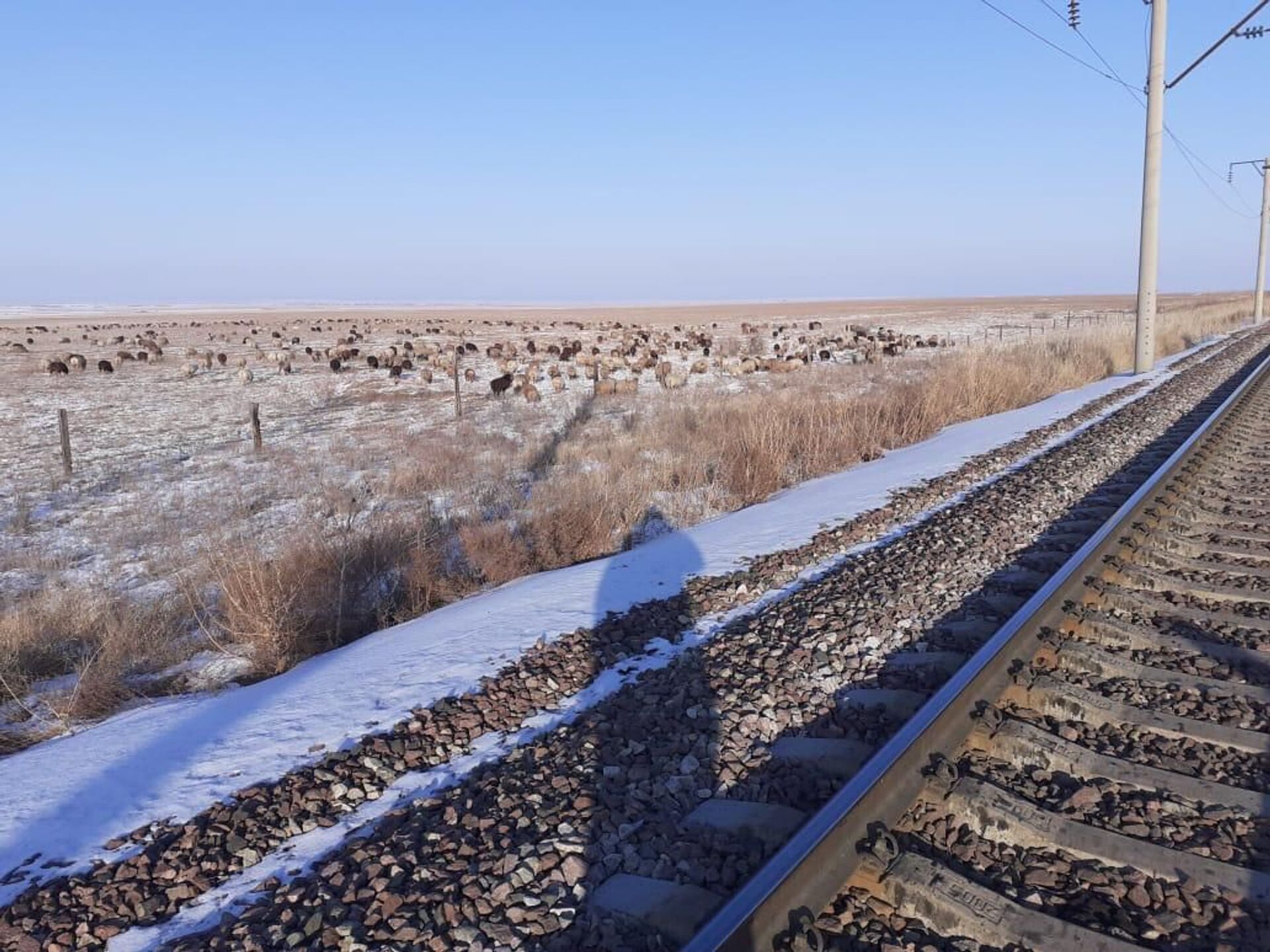 Отара овец погибла под колесами грузового поезда в Алматинской области - Sputnik Казахстан, 1920, 05.02.2021