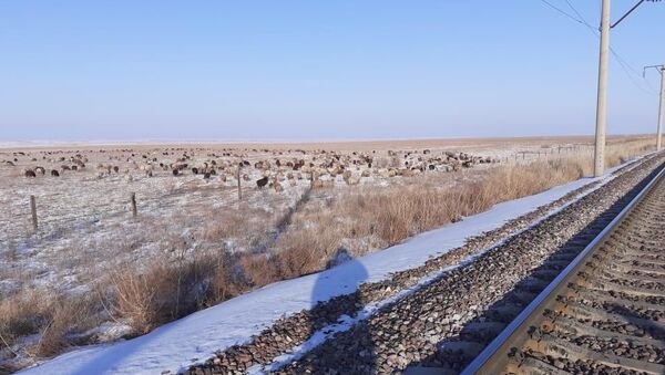 Наезд на отару овец на ж/д путях в Алматинской области - Sputnik Қазақстан