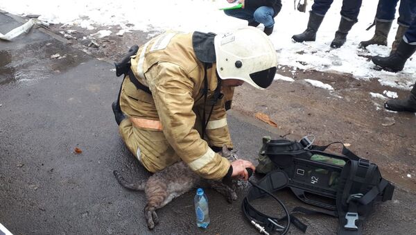 Пожарные спасли домашних питомцев - Sputnik Казахстан
