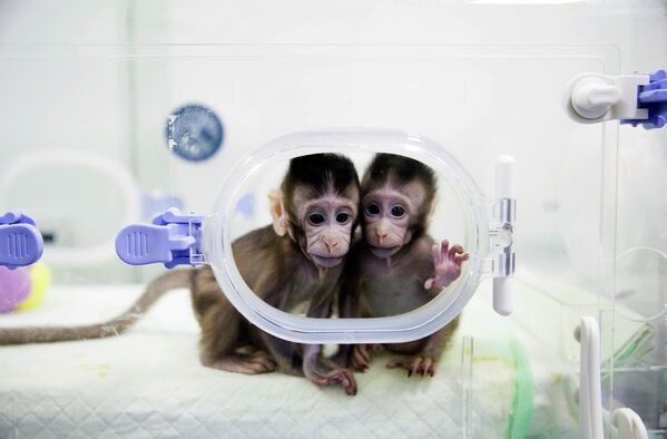 Клонированные обезьяны в лаборатории исследования приматов в Китайской академии наук. 22 января 2018 - Sputnik Казахстан