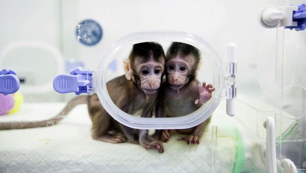 2018 жылы Қытай ғылым академиясы приматтарды зерттеу зертханасында клондалған маймылдарды шығарды  - Sputnik Қазақстан