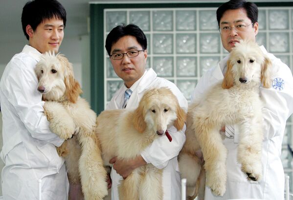 Профессор из Сеульского национального университета Ли Бён-чунь демонстрирует клонированных собак. Южная Корея - Sputnik Казахстан