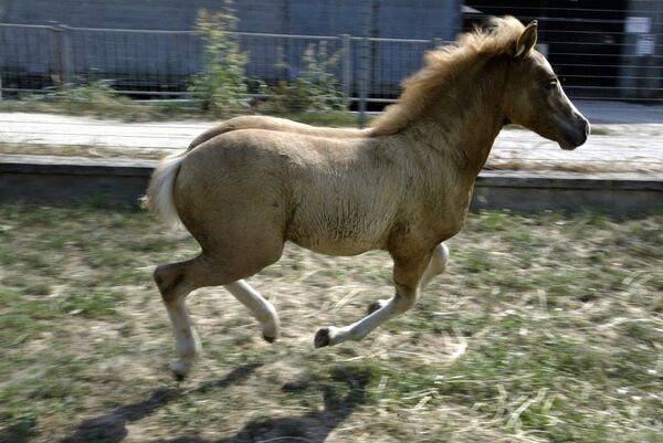 Первая в мире клонированная лошадь Прометея - Sputnik Казахстан