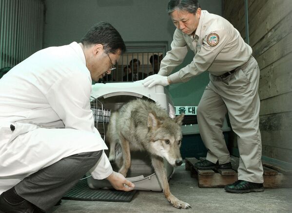 Клонированная волчица в зоопарке на юге Сеула, Южная Корея - Sputnik Казахстан