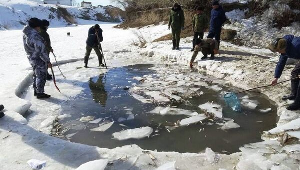Массовый замор рыбы на реке Аягоз - Sputnik Казахстан