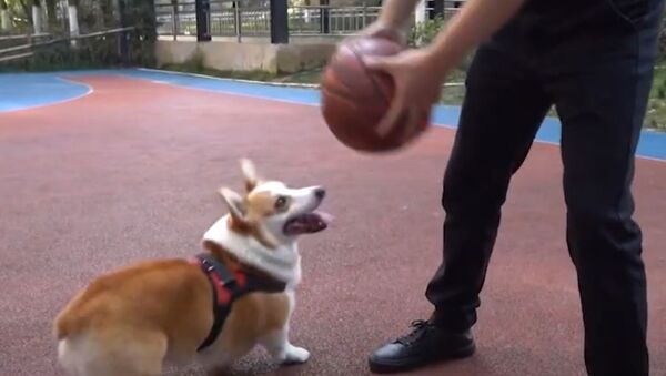 Корги-баскетбол: эта собака вот-вот забросит трехочковый! - Sputnik Казахстан
