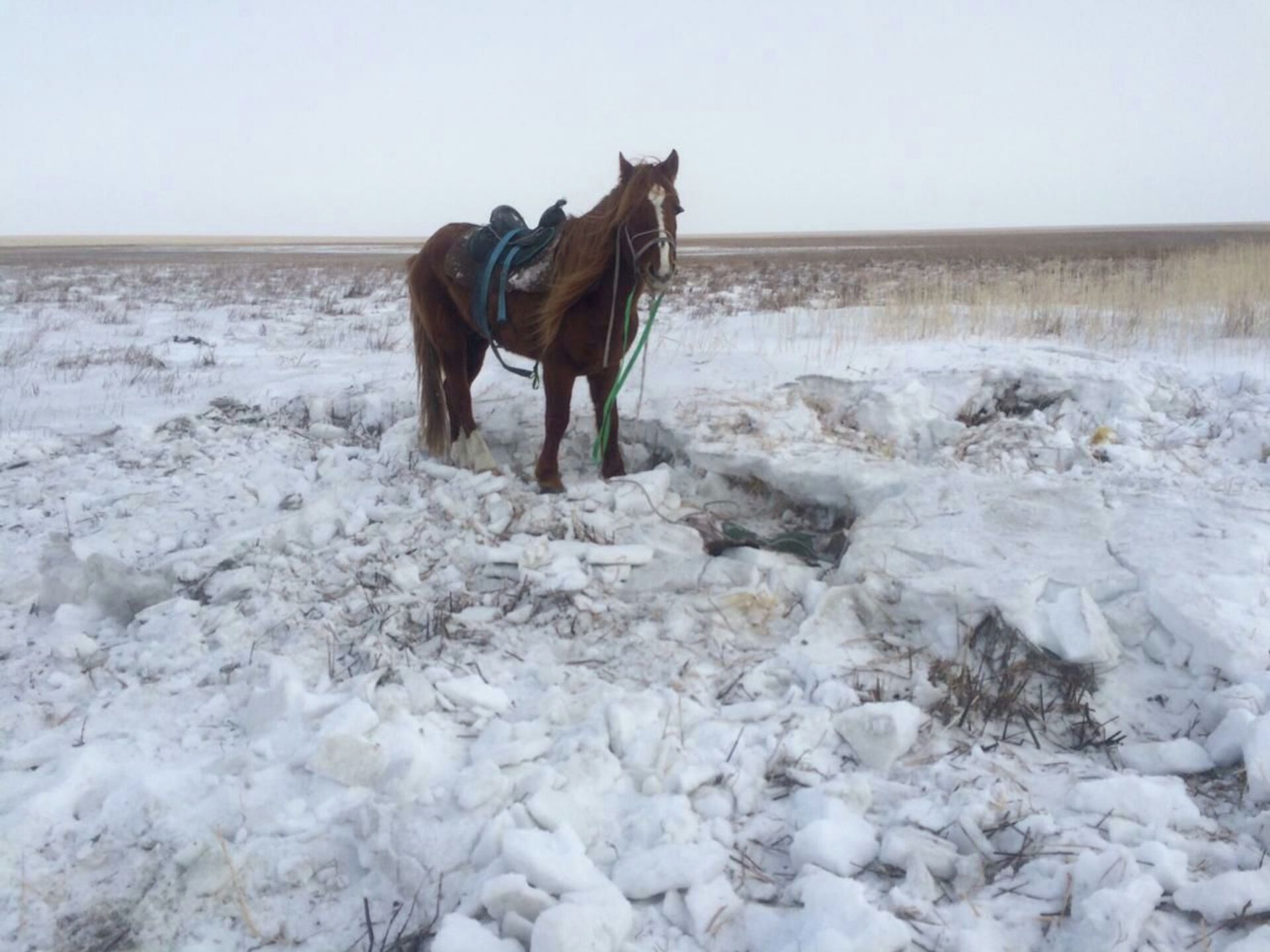 Пастух неделю выживал в степи во время бурана и мороза в Костанайской области - Sputnik Казахстан, 1920, 27.02.2021