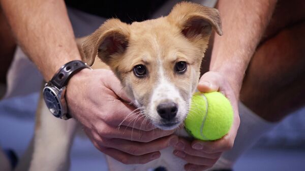 Теннисисты встретились с собаками на корте Национального теннисного центра, чтобы поддержать работу волонтеров и городских приютов - Sputnik Казахстан