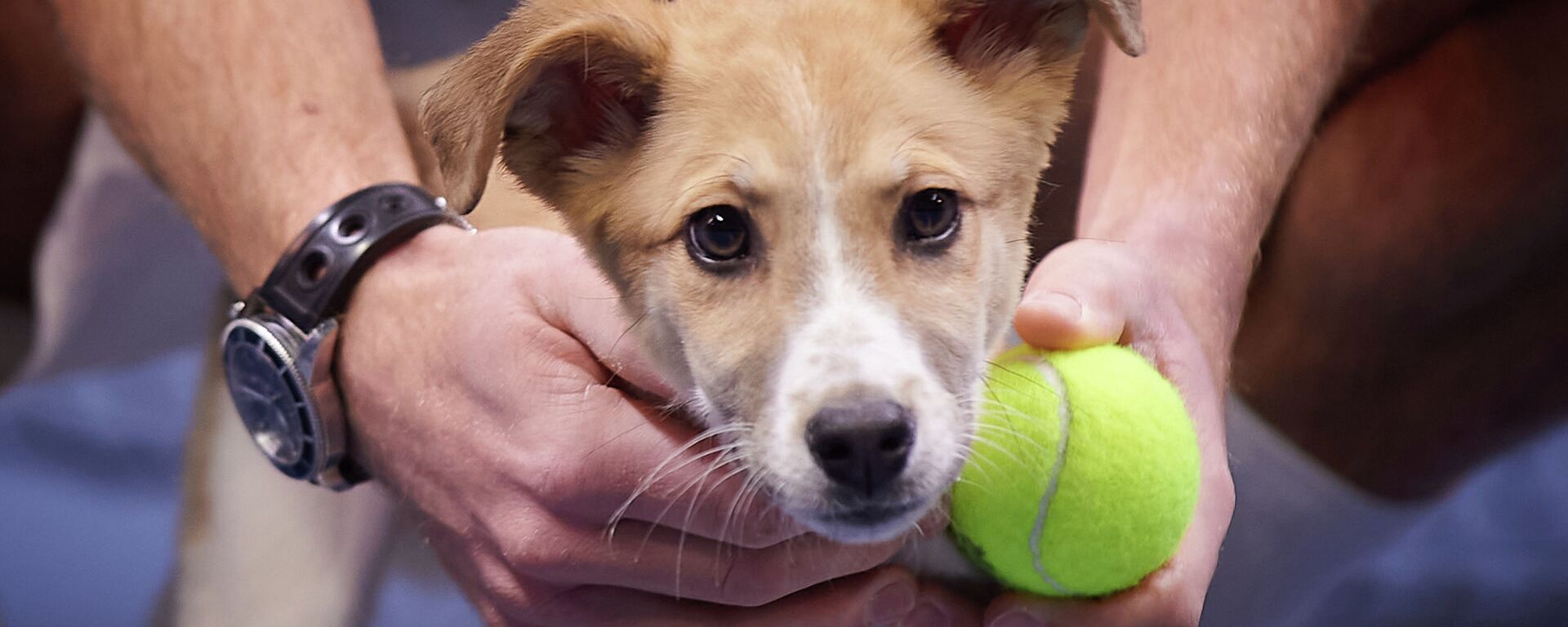 Теннисисты встретились с собаками на корте Национального теннисного центра, чтобы поддержать работу волонтеров и городских приютов - Sputnik Казахстан, 1920, 01.03.2021