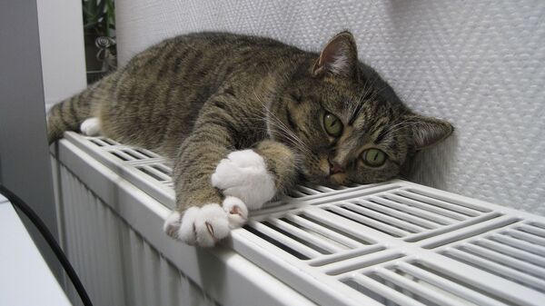 Кот на решетке радиатора отопления, иллюстративное фото - Sputnik Казахстан