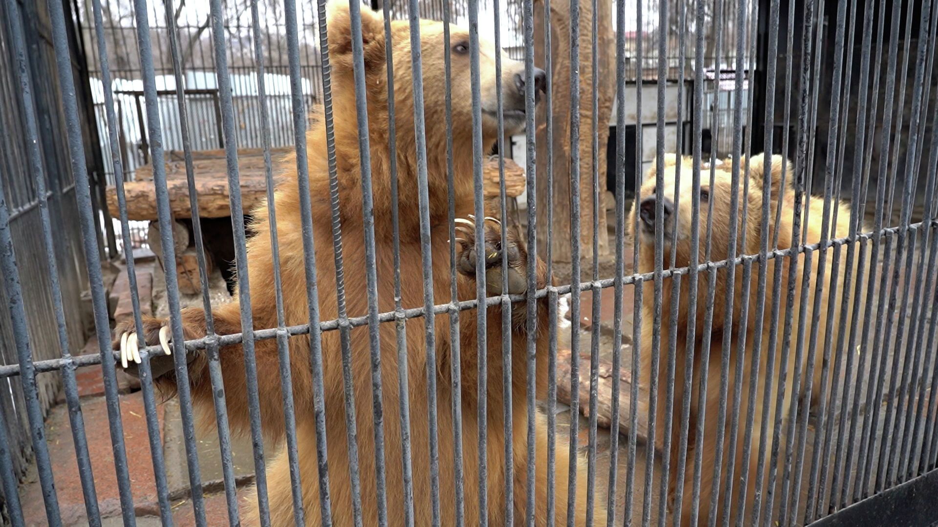 Нового медвежонка впервые показали в зоопарке Алматы: медведица никого к нему не пускает - Sputnik Казахстан, 1920, 06.03.2021