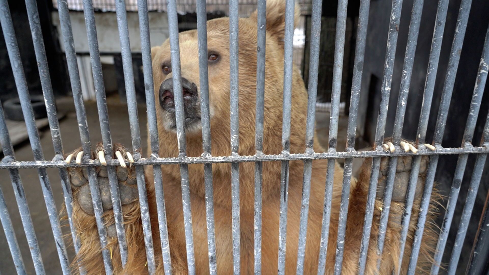 Нового медвежонка впервые показали в зоопарке Алматы: медведица никого к нему не пускает - Sputnik Казахстан, 1920, 06.03.2021