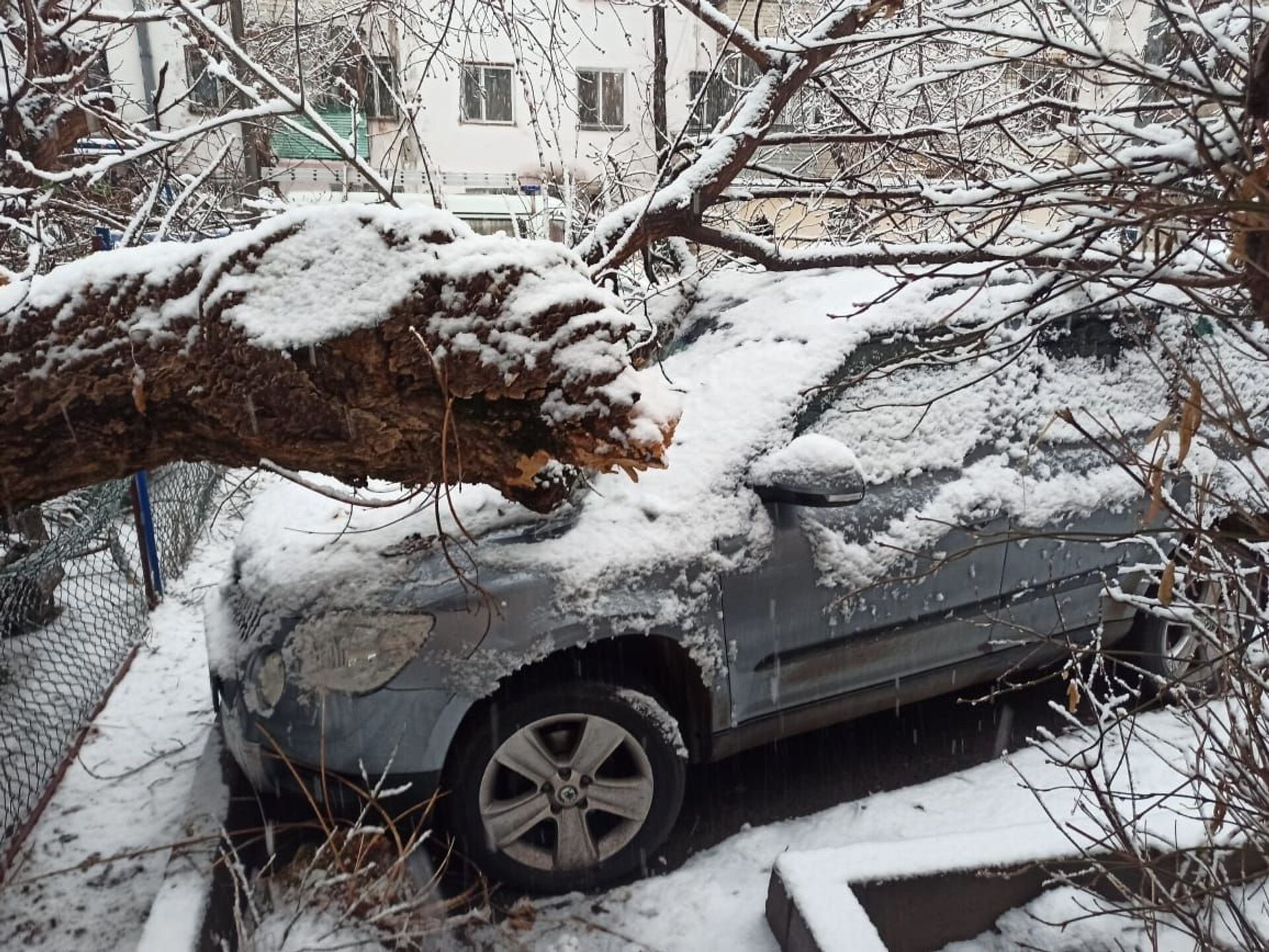 Деревья упали на автомобили из-за обильных осадков в Алматы - Sputnik Казахстан, 1920, 05.03.2021