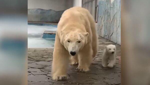 Медведица впервые вывела на прогулку детеныша - видео - Sputnik Казахстан