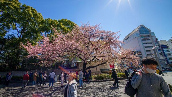 Люди любуются цветущей вишней в Токио - Sputnik Казахстан