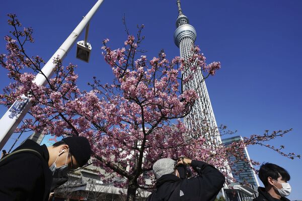 Люди любуются цветущей вишней в Токио - Sputnik Казахстан