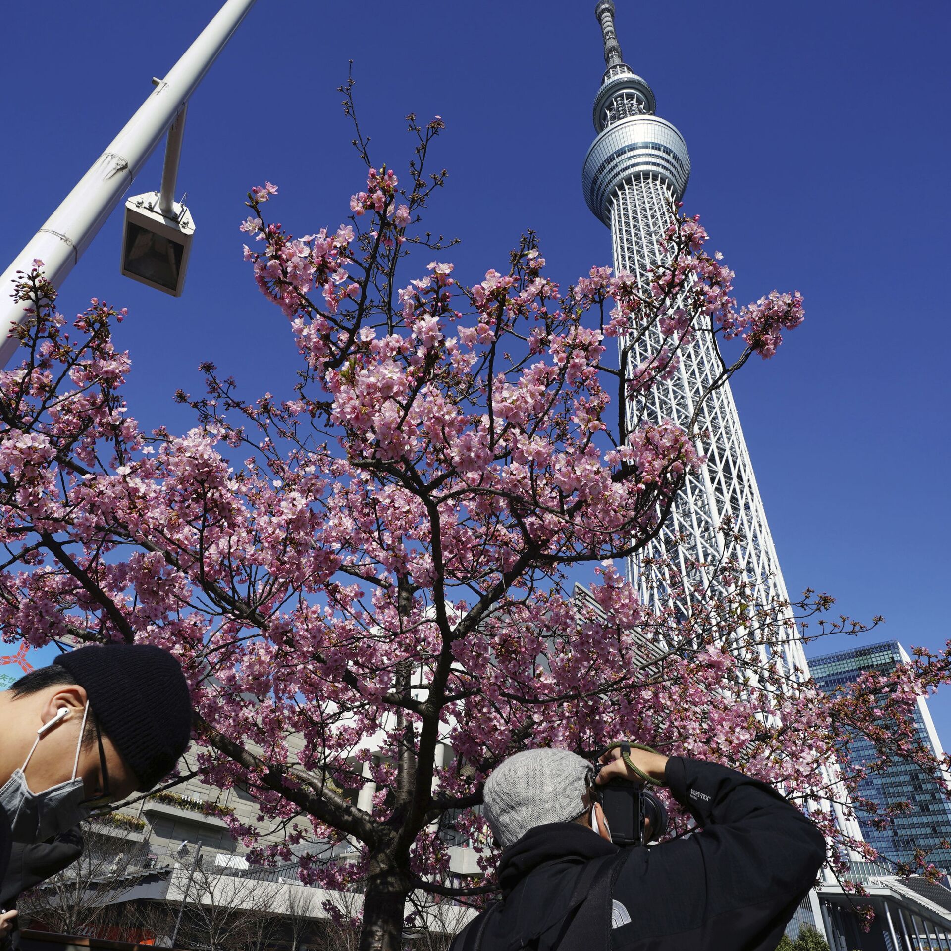 День цветущей сакуры. В Японии зацвела Сакура 2023. Цветение Сакуры в Японии Токио. Сеул цветение Сакуры. Цветущая Сакура в Токио.