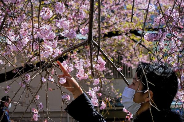 Девушка любуется цветущей вишней в Токио - Sputnik Казахстан