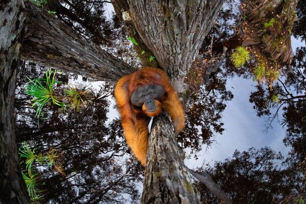 Снимок The World Is Going Upside Down канадского фотографа Thomas Vijayan, занявший первое место в категории Animals in their habitat и ставший победителем конкурса World Nature Photography Awards 2020 - Sputnik Казахстан