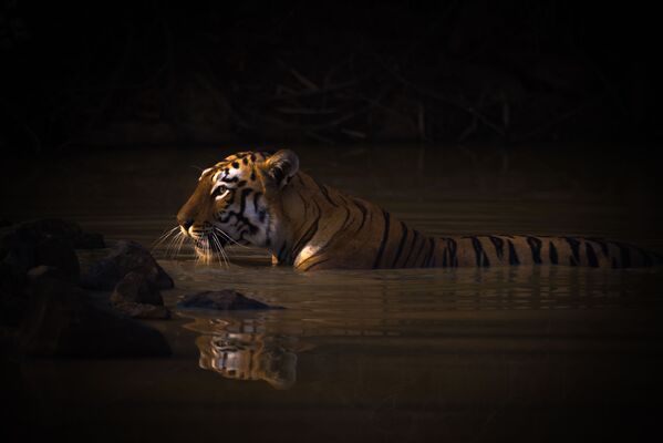 Снимок Bengal tiger with catchlight in water hole британского фотографа Nick Dale, занявший первое место в категории Animal portraits конкурса World Nature Photography Awards 2020 - Sputnik Казахстан