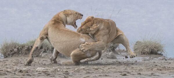 Снимок Lions фотографа из США Patrick Nowotny, занявший первое место в категории Behaviour - Mammals конкурса World Nature Photography Awards 2020 - Sputnik Казахстан