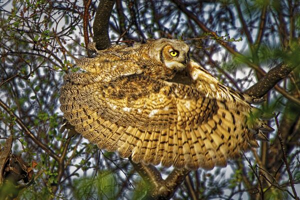 Снимок Great horned owl канадского фотографа Dale Paul, занявший первое место в категории Behaviour - Birds конкурса World Nature Photography Awards 2020 - Sputnik Казахстан
