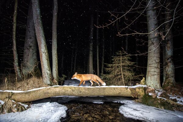 Снимок Fox чешского фотографа Vladimir Cech, занявший второе место в категории Animals in their habitat конкурса World Nature Photography Awards 2020 - Sputnik Казахстан