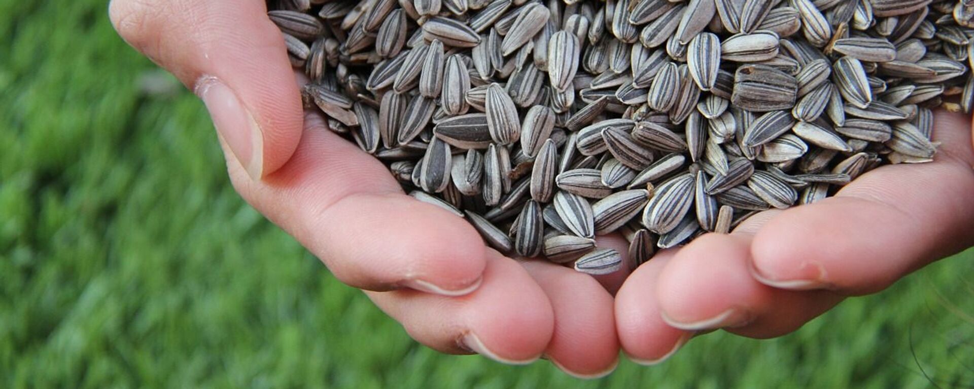 Семечки - Sputnik Қазақстан, 1920, 16.06.2025