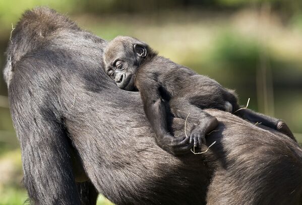 Детеныш спит на спине своей матери-гориллы в зоопарке Дуйсбурга - Sputnik Қазақстан