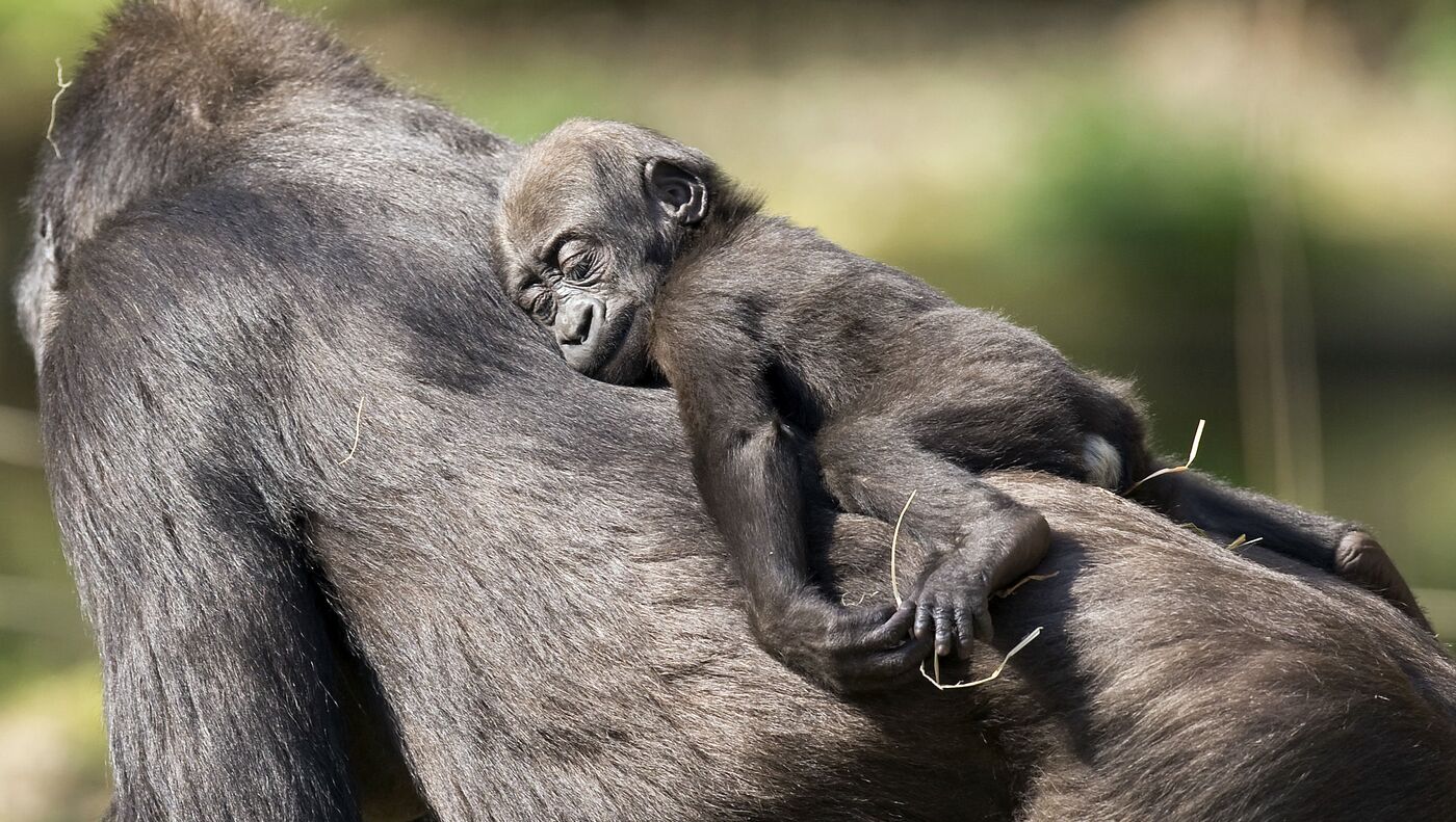 Порно модацки сорады қара любовник Үлкен жапон сиськи бар азиялық әйелдердің порно видеосы