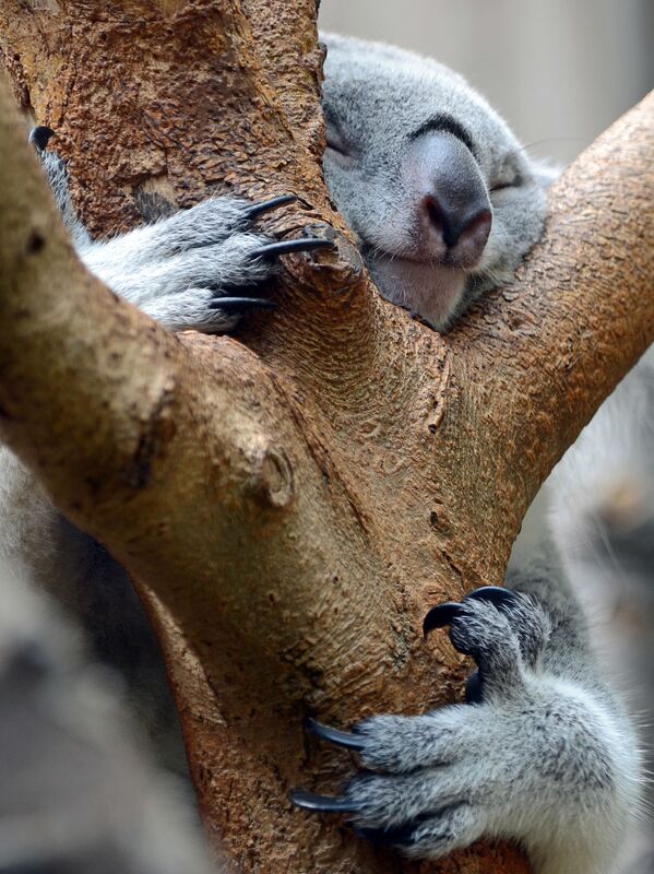 Спящий коала в зоопарке в Дуйсбурге, Германия - Sputnik Қазақстан