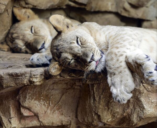 Спящие львята в зоопарке Генри Дурли в Омахе, штат Шебраска - Sputnik Қазақстан