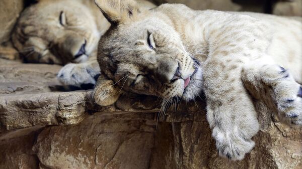Спящие львята в зоопарке Генри Дурли в Омахе, штат Шебраска - Sputnik Казахстан