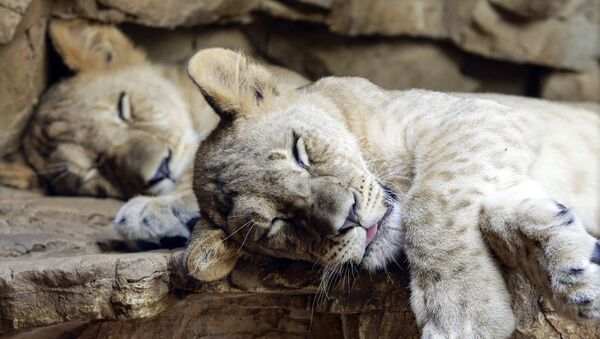 Спящие львята в зоопарке Генри Дурли в Омахе, штат Шебраска - Sputnik Казахстан