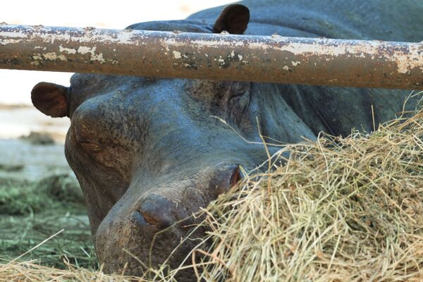 Спящий бегемот в зоопарке Тбилиси, Грузия - Sputnik Қазақстан