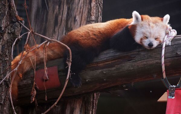 Красная панда спит на бревне в вольере Московского зоопарка - Sputnik Казахстан