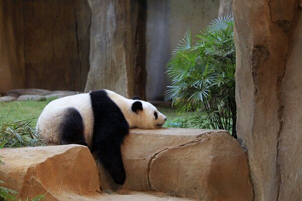 Спящая панда в Национальном зоопарке Куала-Лумпура - Sputnik Қазақстан