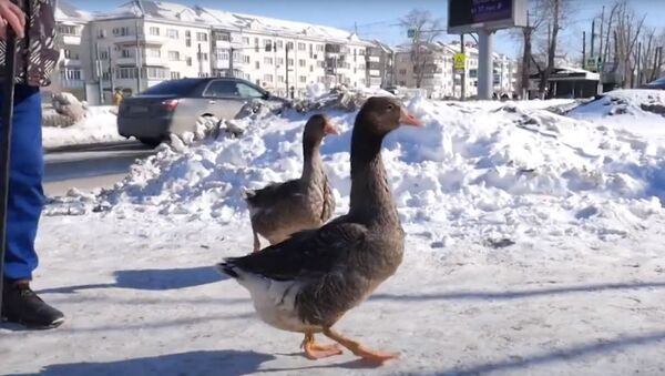 Два веселых гуся гуляют по улицам города - видео - Sputnik Казахстан