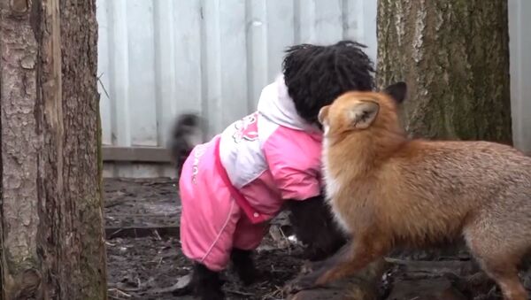 Необычная дружба лисицы и пуделя - видео - Sputnik Казахстан