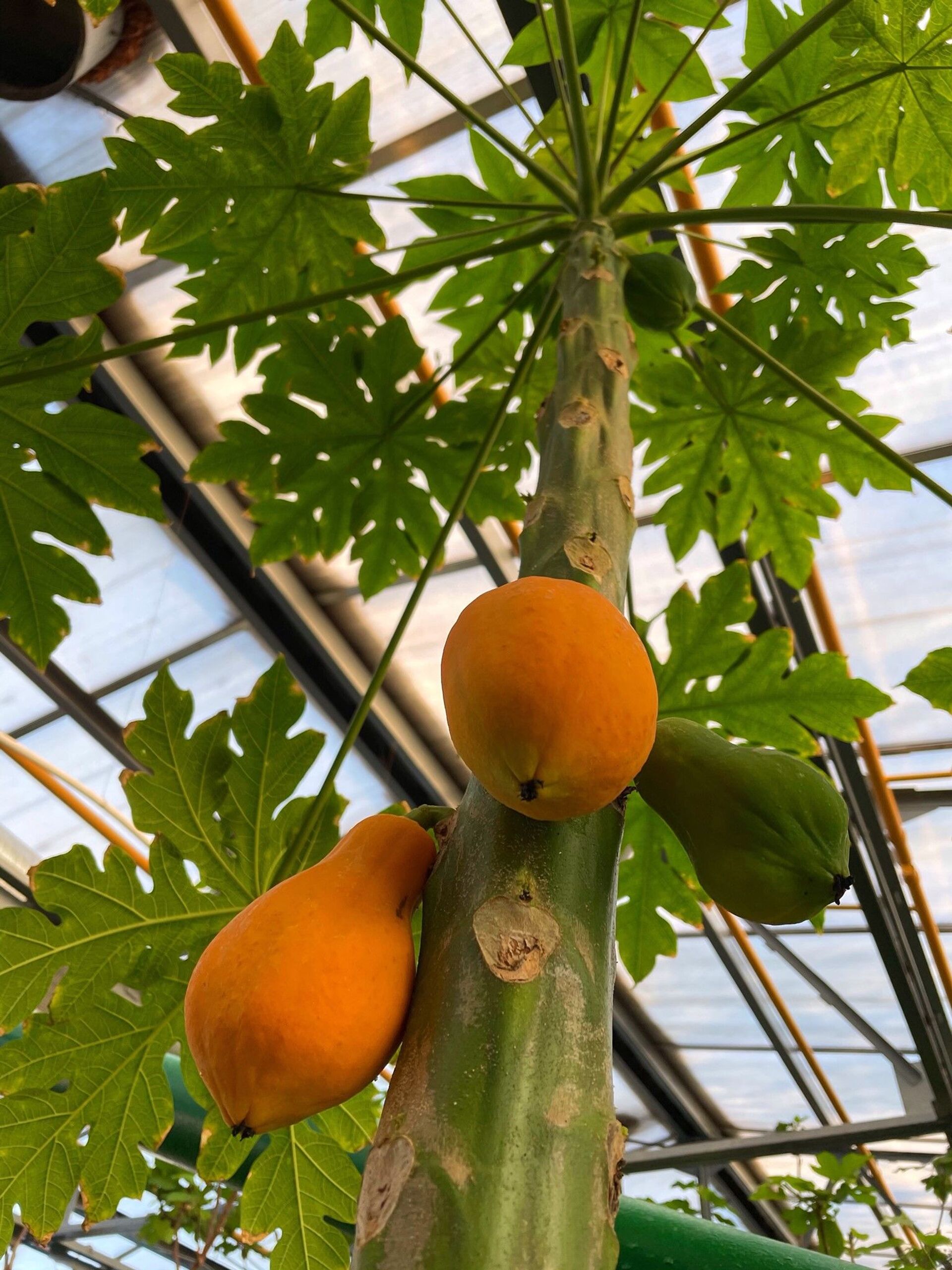 Оранжевое солнце: первые плоды папайи созрели в ботаническом саду Петропавловска - Sputnik Казахстан, 1920, 31.03.2021