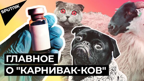 Первую в мире вакцину от COVID-19 для животных зарегистрировали в России  - Sputnik Қазақстан
