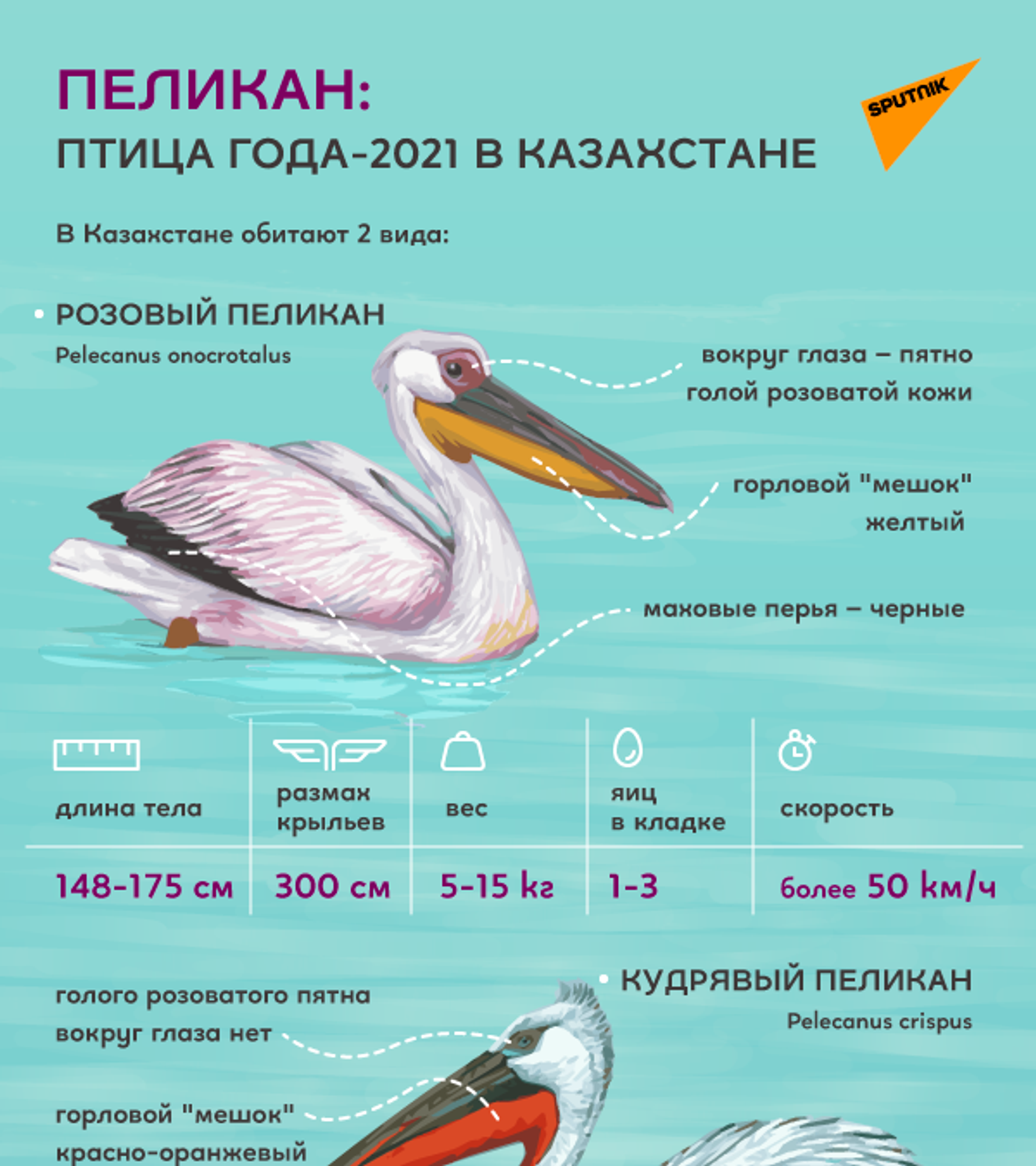 Краснокнижный пеликан попал в беду на востоке Казахстана - Sputnik Казахстан, 1920, 08.10.2021