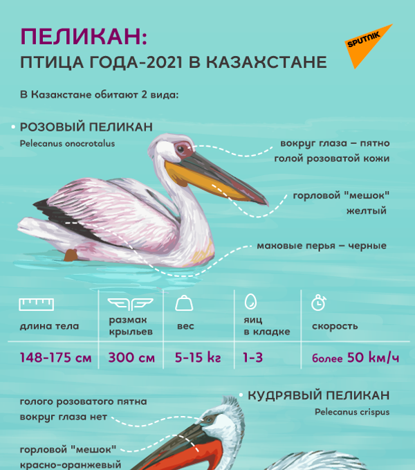 Пеликан – птица 2021 года в Казахстане - Sputnik Казахстан