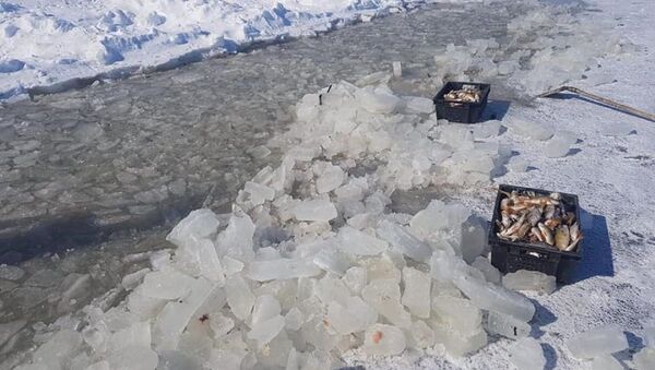 Рыба вмерзла в лед - Sputnik Казахстан